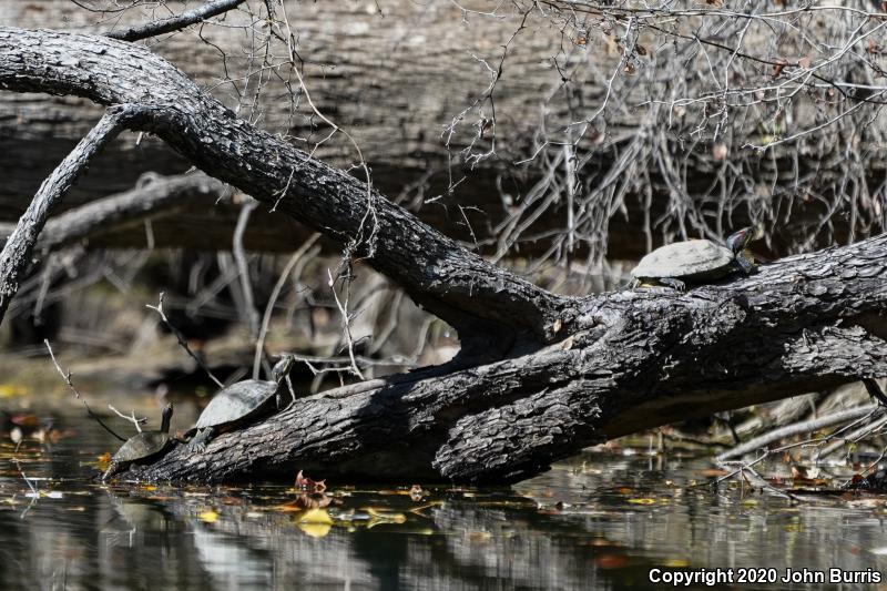 Mississippi Map Turtle (Graptemys pseudogeographica kohnii)