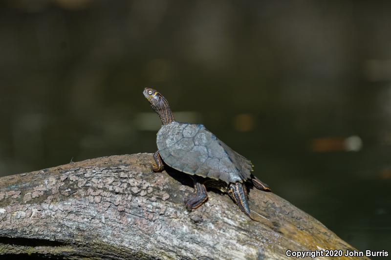 Mississippi Map Turtle (Graptemys pseudogeographica kohnii)