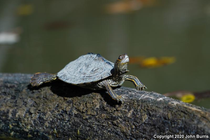 Mississippi Map Turtle (Graptemys pseudogeographica kohnii)