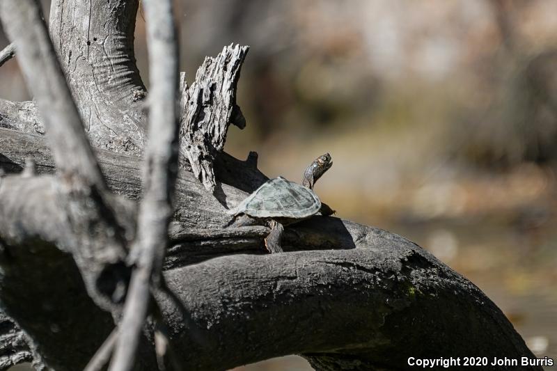 Mississippi Map Turtle (Graptemys pseudogeographica kohnii)