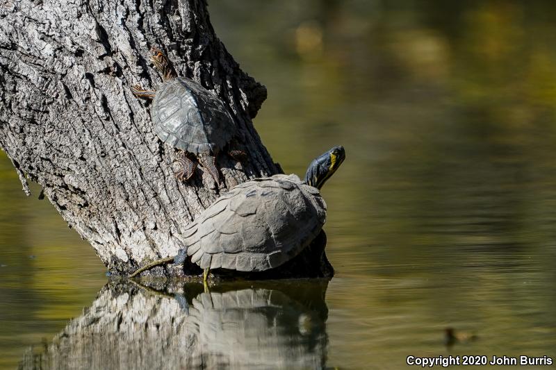 Mississippi Map Turtle (Graptemys pseudogeographica kohnii)