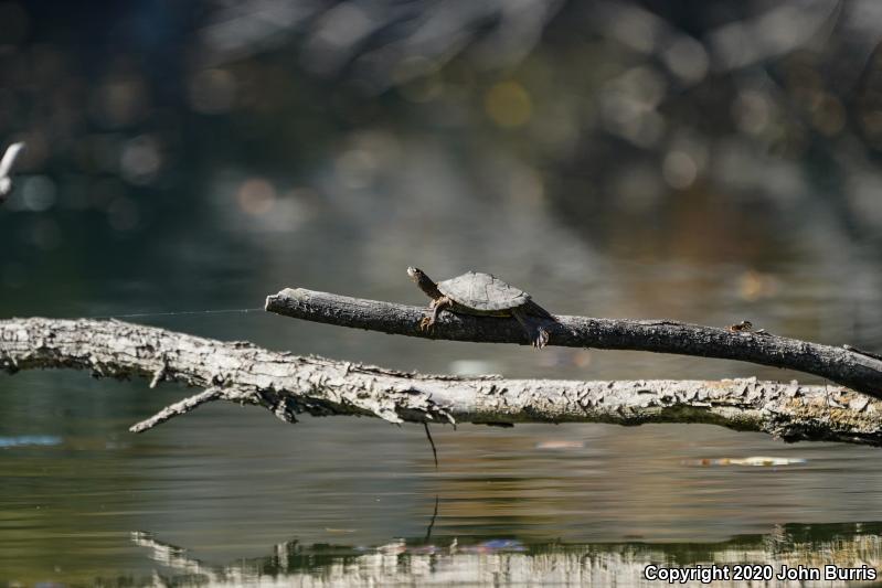 Mississippi Map Turtle (Graptemys pseudogeographica kohnii)