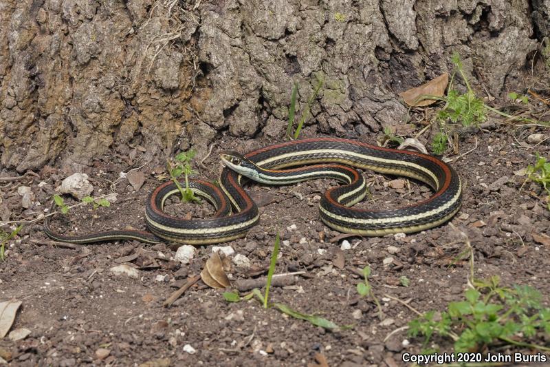 Red-striped Ribbonsnake (Thamnophis proximus rubrilineatus)