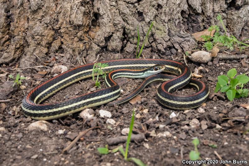 Red-striped Ribbonsnake (Thamnophis proximus rubrilineatus)