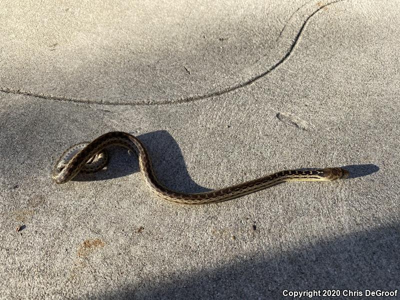 San Diego Gopher Snake (Pituophis catenifer annectens)