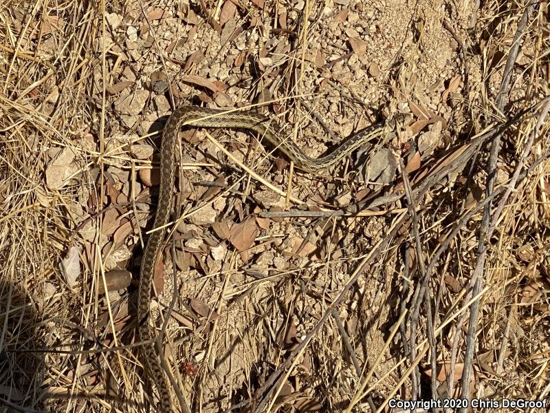 San Diego Gopher Snake (Pituophis catenifer annectens)