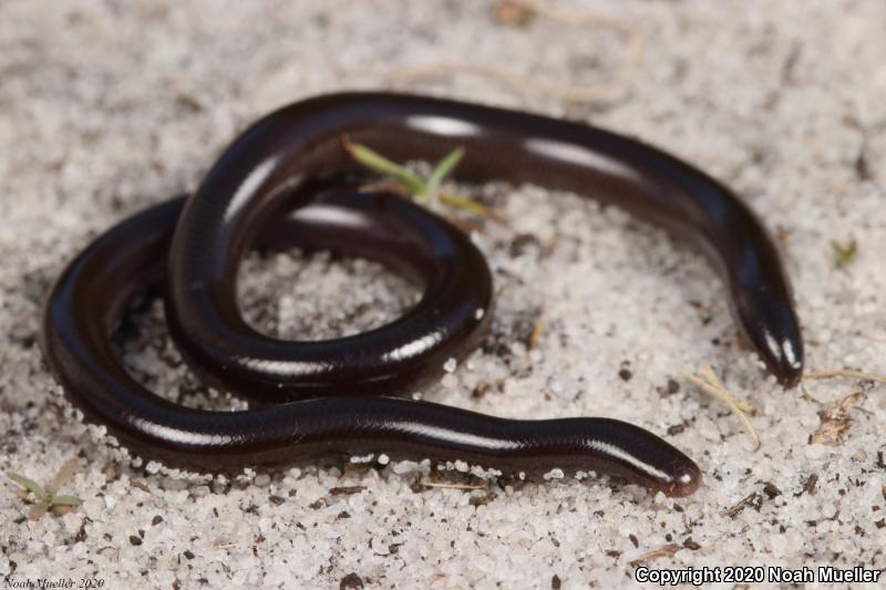 Brahminy Blindsnake (Ramphotyphlops braminus)