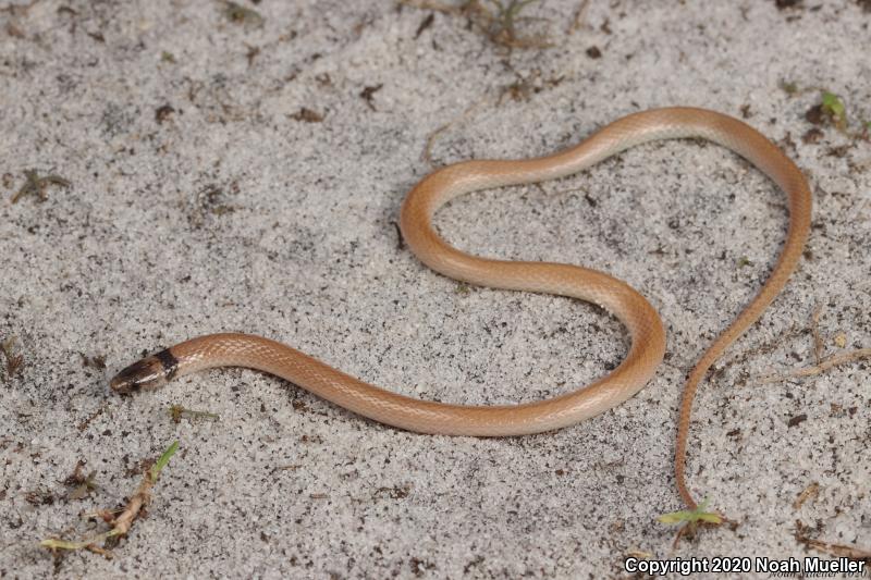 Peninsula Crowned Snake (Tantilla relicta relicta)