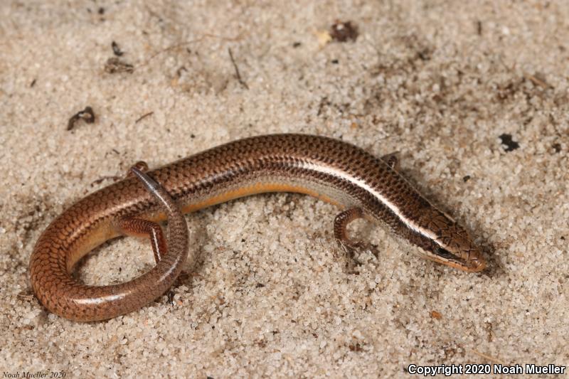 Bluetail Mole Skink (Plestiodon egregius lividus)