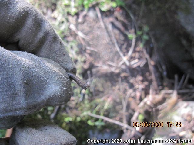 Sierra Alligator Lizard (Elgaria coerulea palmeri)