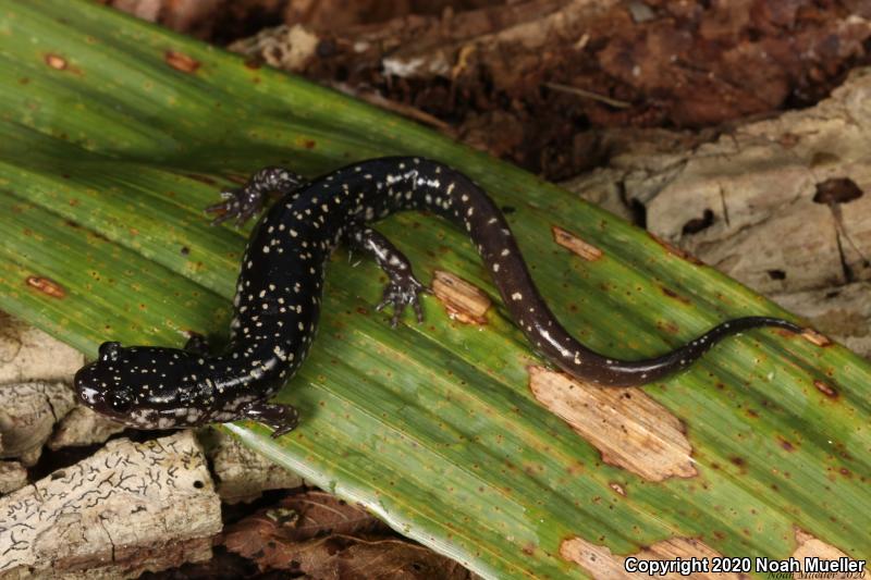 Southeastern Slimy Salamander (Plethodon grobmani)