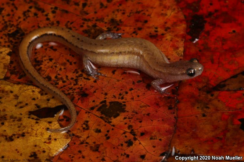 Brook Salamanders (Eurycea)