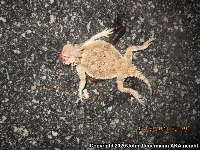 Desert Horned Lizard (Phrynosoma platyrhinos)