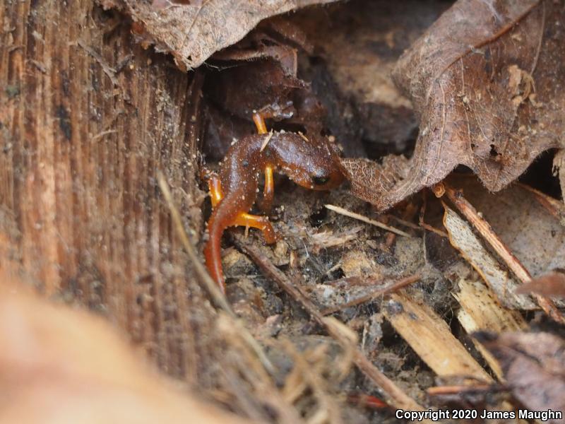 Yellow-eyed Ensatina (Ensatina eschscholtzii xanthoptica)