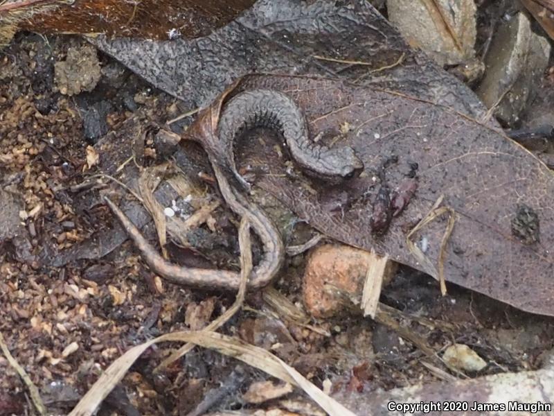 California Slender Salamander (Batrachoseps attenuatus)