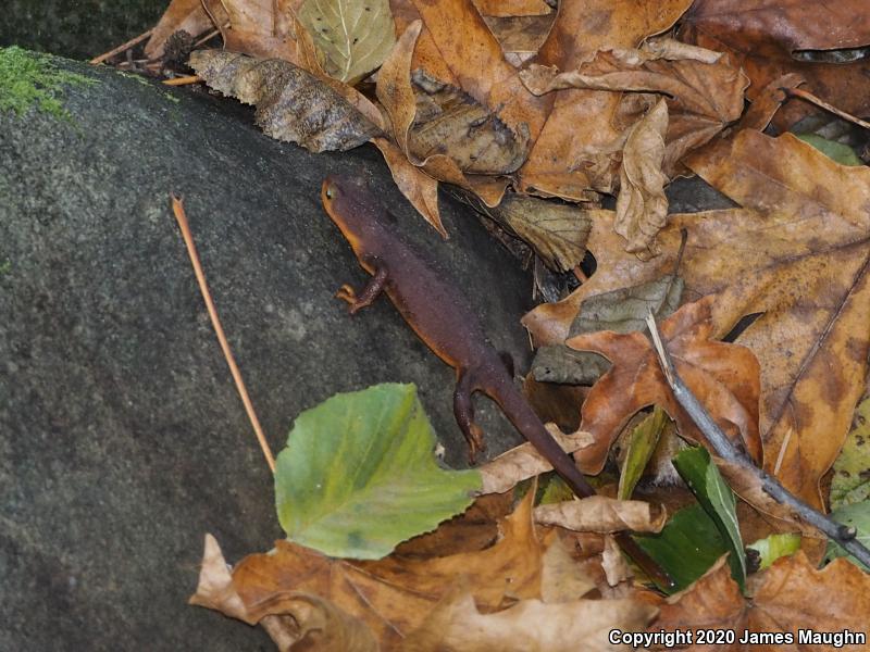 California Newt (Taricha torosa)