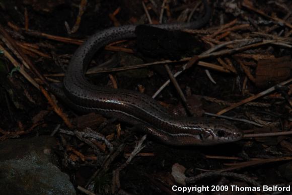 Southern Coal Skink (Plestiodon anthracinus pluvialis)