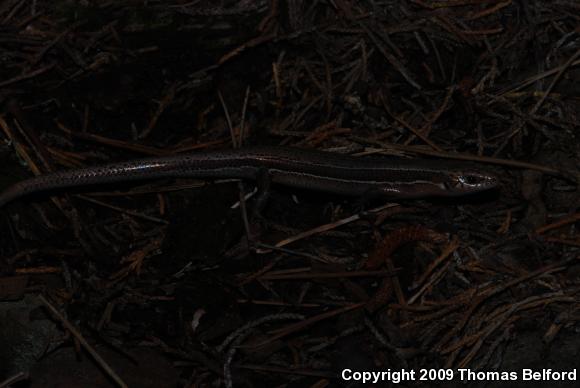 Southern Coal Skink (Plestiodon anthracinus pluvialis)