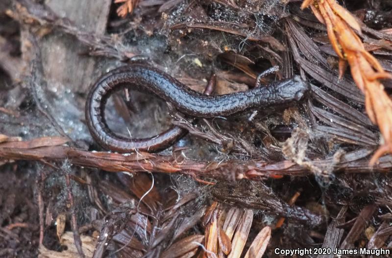 California Slender Salamander (Batrachoseps attenuatus)