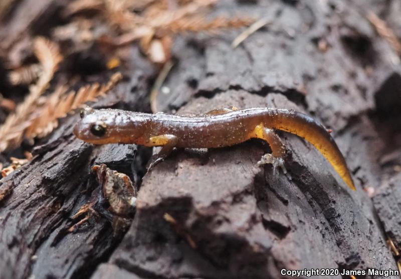 Yellow-eyed Ensatina (Ensatina eschscholtzii xanthoptica)