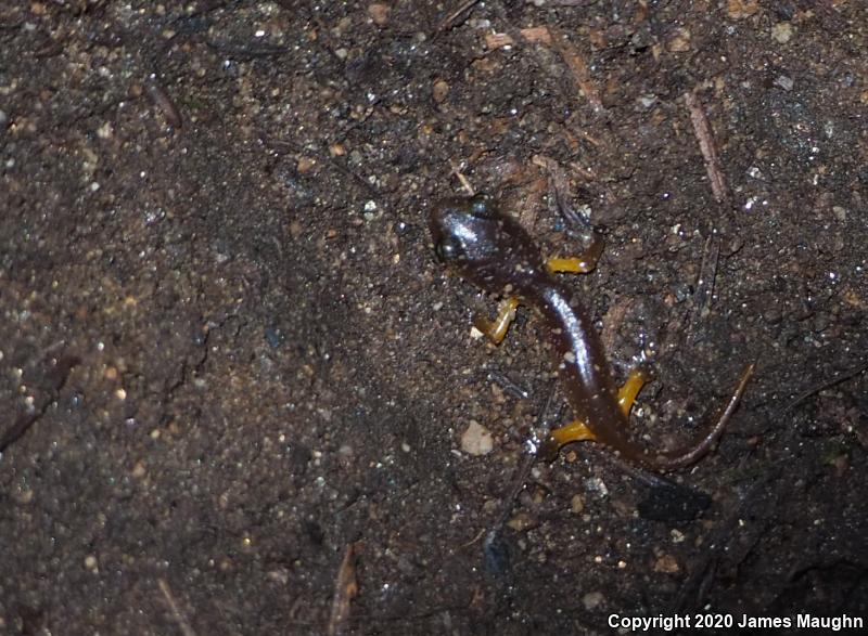 Yellow-eyed Ensatina (Ensatina eschscholtzii xanthoptica)