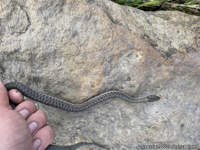 Wandering Gartersnake (Thamnophis elegans vagrans)