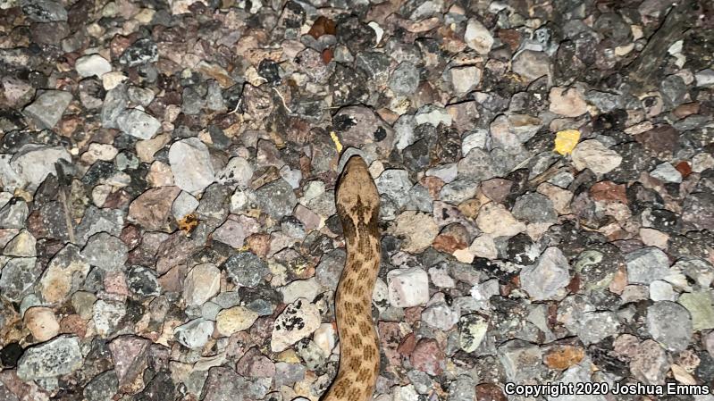 Texas Nightsnake (Hypsiglena jani texana)