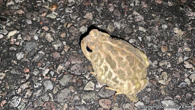 Great Plains Toad (Anaxyrus cognatus)