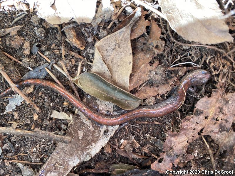 Garden Slender Salamander (Batrachoseps major)