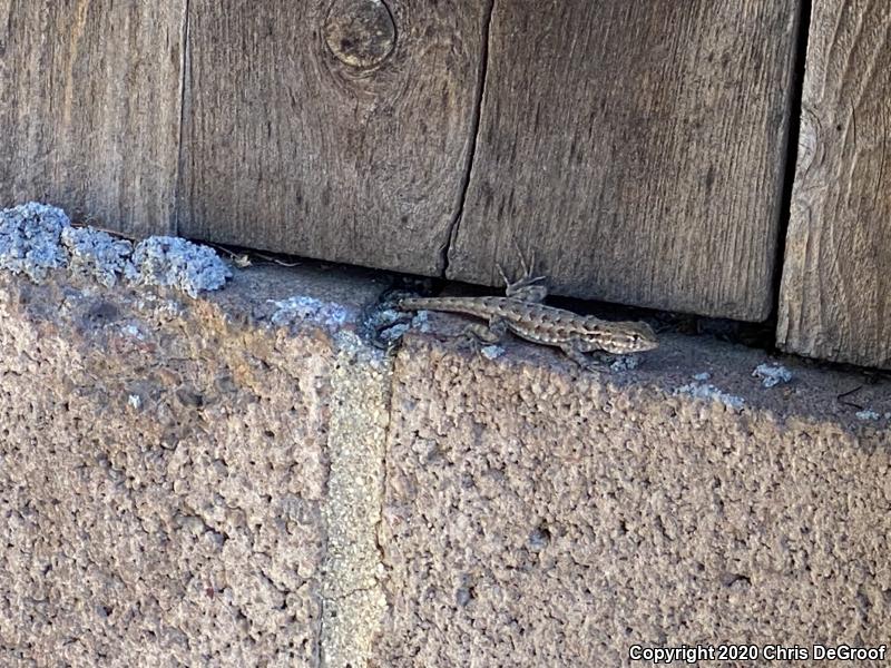 Western Side-blotched Lizard (Uta stansburiana elegans)