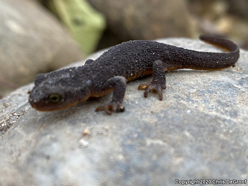 Coast Range Newt (Taricha torosa torosa)