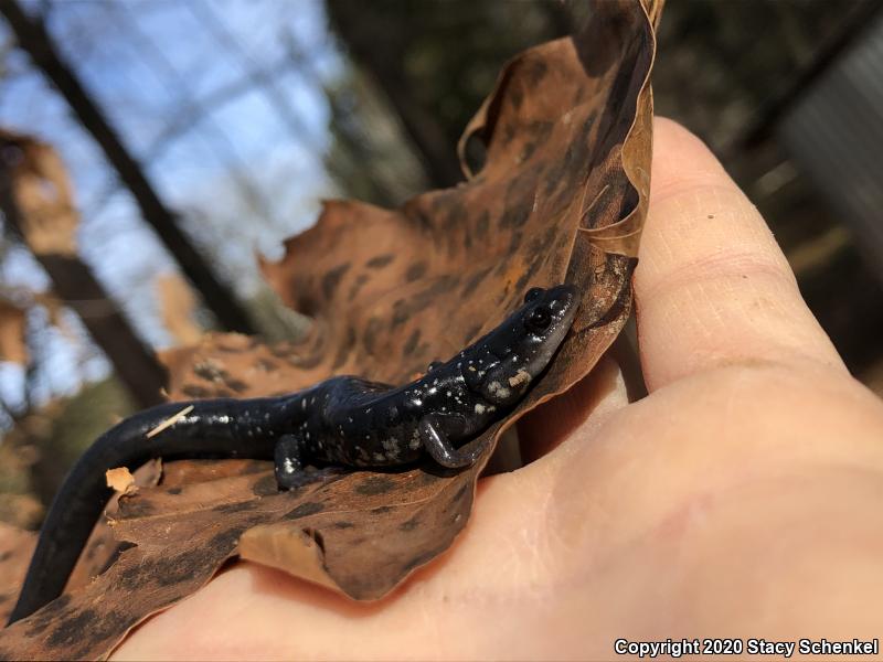 White-Spotted Slimy Salamander (Plethodon cylindraceus)