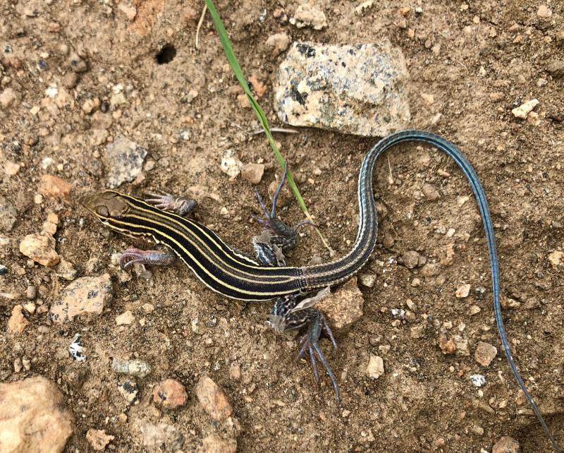 Belding's Orange-throated Whiptail (Aspidoscelis hyperythra beldingi)