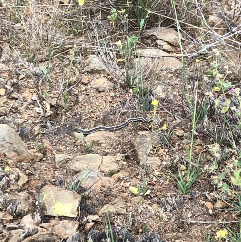 Coast Patch-nosed Snake (Salvadora hexalepis virgultea)