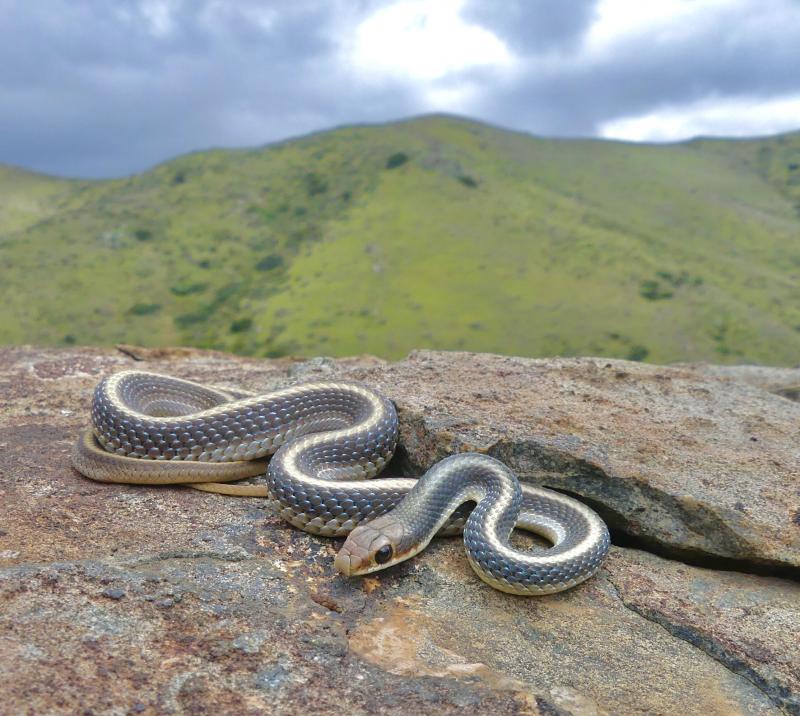 Coast Patch-nosed Snake (Salvadora hexalepis virgultea)