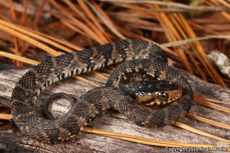 Florida Watersnake (Nerodia fasciata pictiventris)