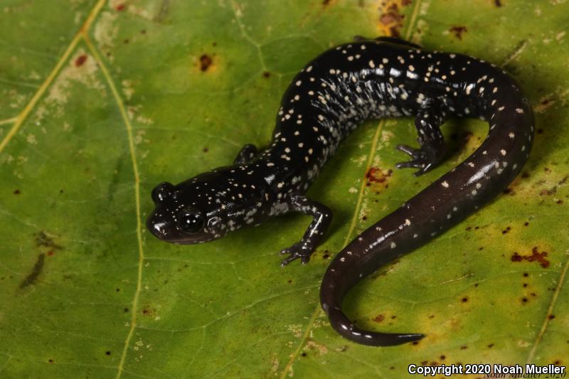 Southeastern Slimy Salamander (Plethodon grobmani)