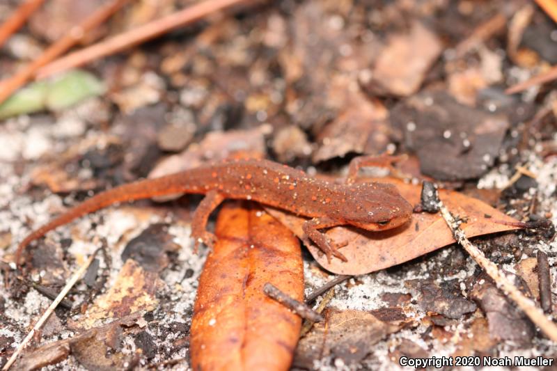 Central Newt (Notophthalmus viridescens louisianensis)