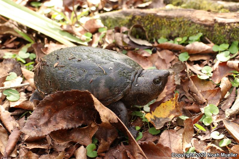 Loggerhead Musk Turtle (Sternotherus minor minor)