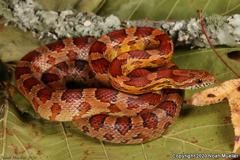 Red Cornsnake (Pantherophis guttatus)