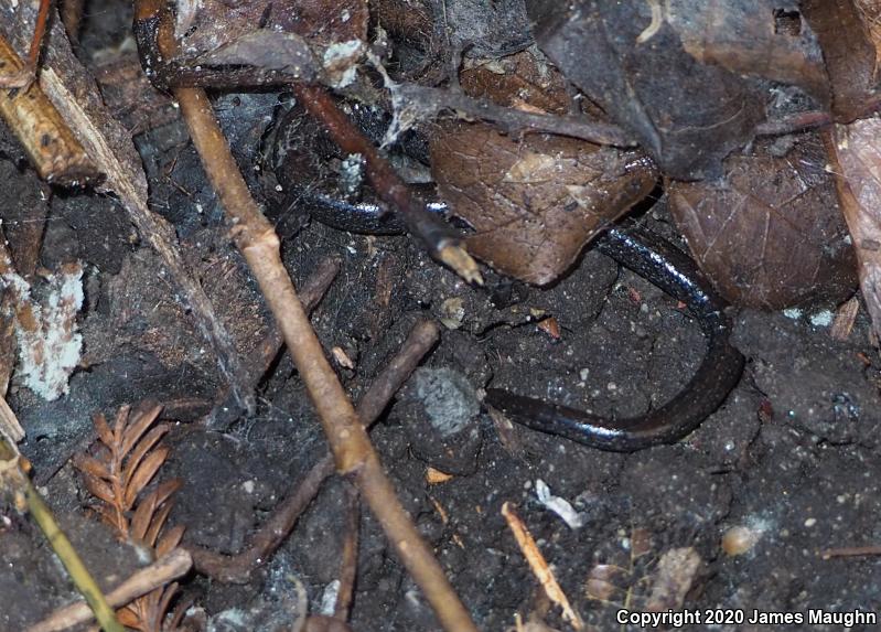 California Slender Salamander (Batrachoseps attenuatus)