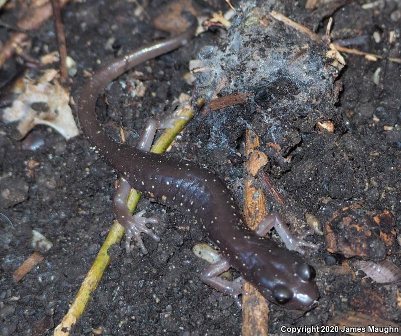 Arboreal Salamander (Aneides lugubris)