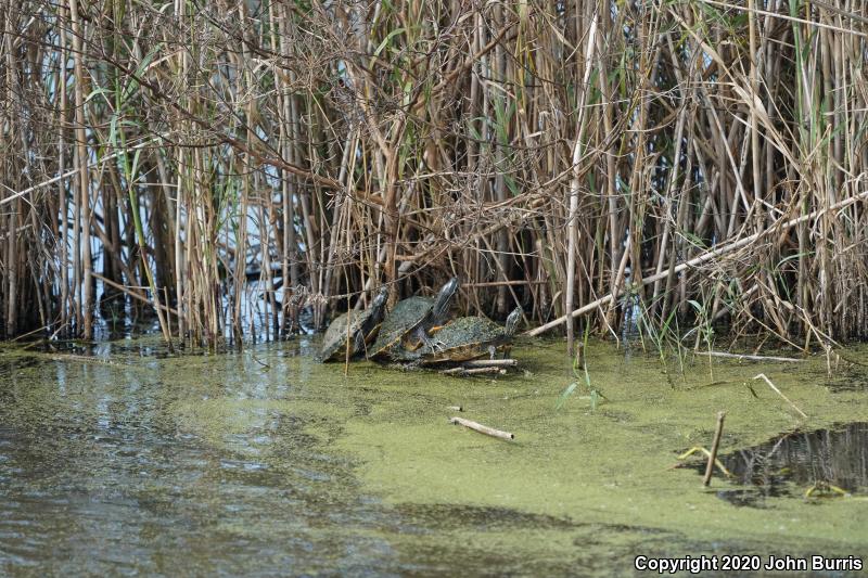 Eastern River Cooter (Pseudemys concinna concinna)