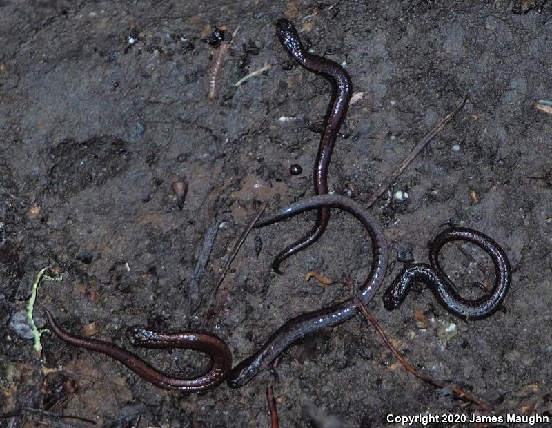 California Slender Salamander (Batrachoseps attenuatus)