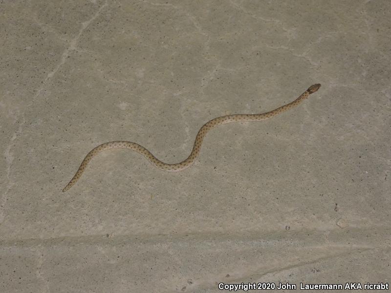 Desert Nightsnake (Hypsiglena chlorophaea deserticola)