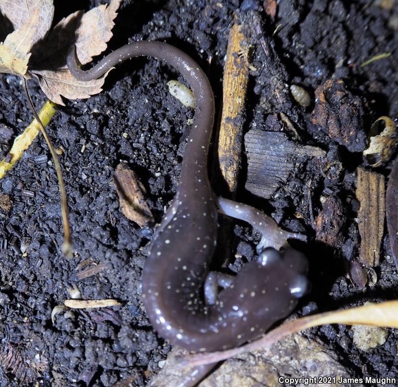 Arboreal Salamander (Aneides lugubris)