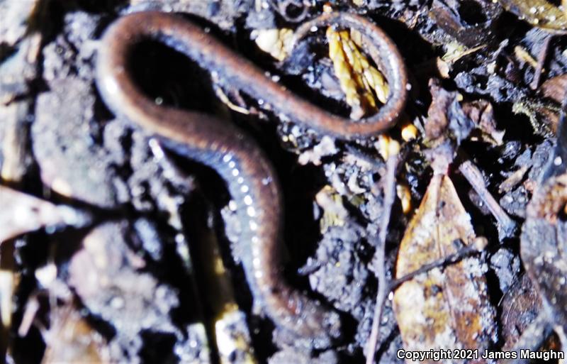 California Slender Salamander (Batrachoseps attenuatus)