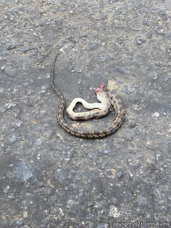 Black Ratsnake (Pantherophis obsoletus)