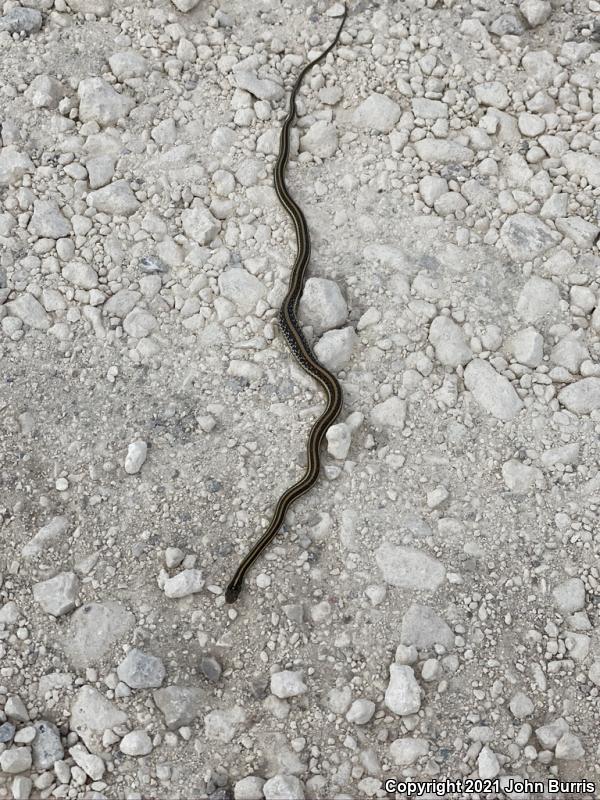 Orange-striped Ribbonsnake (Thamnophis proximus proximus)