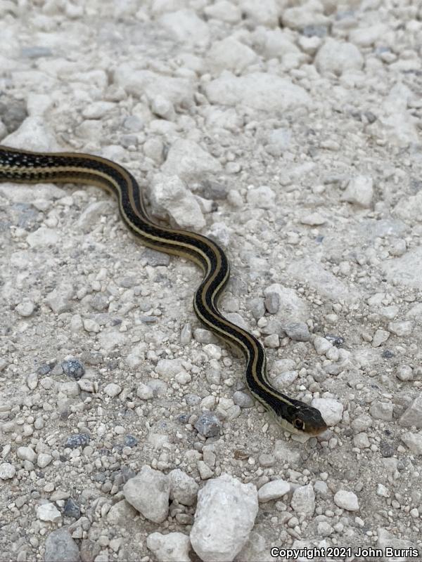 Orange-striped Ribbonsnake (Thamnophis proximus proximus)